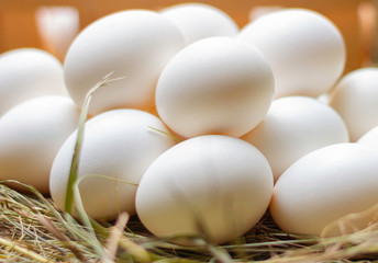 Egg on straw white chicken