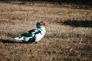 musk duck in the lawn in the park