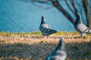 dove walking on the lawn