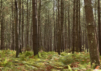 Fototapeta premium Forêt de pins dans les Landes
