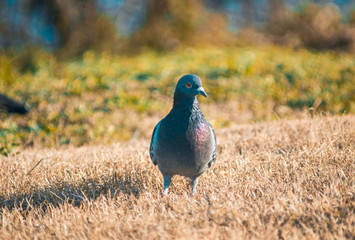 dove walking on the lawn