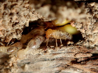 Termite eating wood.