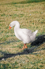 goose walking on the lawn