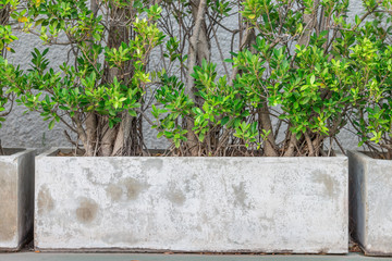 Close-up view of green leaves, natural background of flowers in a park with blurred direction of sunlight or wind blowing through, is a beautiful species. 