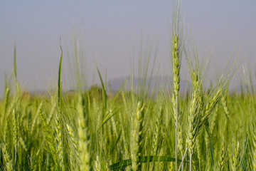Obraz premium Barley