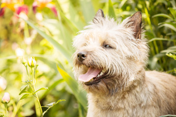 Cairn Terrier dog at the garden