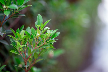 Close-up view of green leaves, natural background of flowers in a park with blurred direction of...