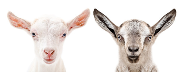 Portrait of a white and gray goats, closeup, isolated on white background