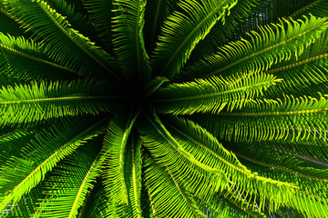 Jungle palm tree plant with green leaves and spikes with nice pattern from top view