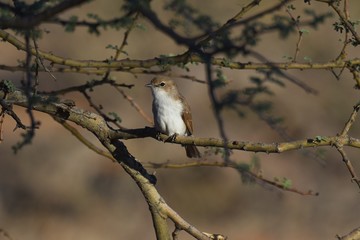 Maricoschnäpper (Melaenornis mariquensis) in der Kalahari (Namibia)