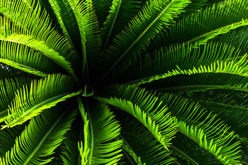Jungle palm tree plant with green leaves and spikes with nice pattern from top view
