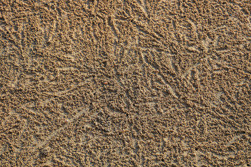 Crabs digging holes creating home and dumping small mud balls on a sandy shore 