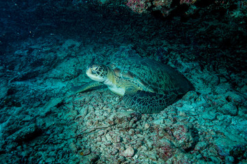 Naklejka na ściany i meble Sea Turtle at the Maldives