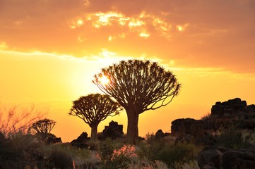 Sundown with quiver trees in Namibia