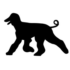 Afghan Hound silhouette