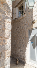 In an alley of a European town In an old stone house a cat sits in the window and from the bottom a second cat looks at him