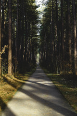 road in the forest