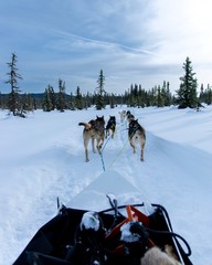Naklejka premium Dog sled in winter