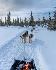 Dogsledding in winter