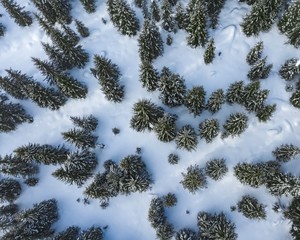 snow Covered forest Drone © Dan Smith Images 