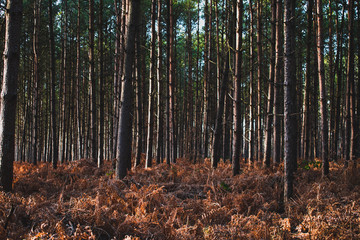 Obraz premium Chaotic forest