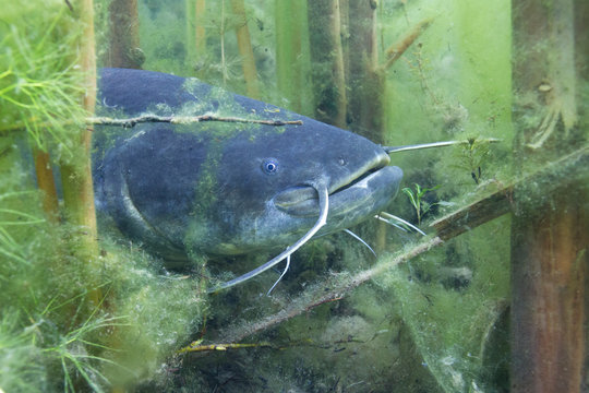 Underwater photo of The Catfish (Silurus Glanis). Biggest predatory fish in European lakes and river. Wild life animal. European Catfish swimming in the nature habitat with nice background. 