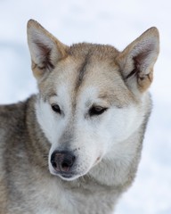 portrait of siberian husky