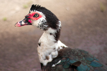 Muscovy Duck