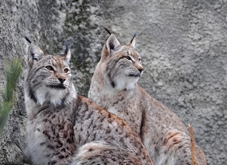 Two lynx