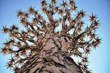 Quiver tree on blue sky