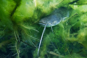 Underwater photo of The Catfish (Silurus Glanis). Biggest predatory fish in European lakes and...