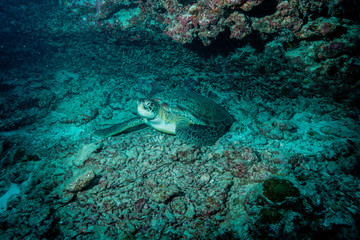 Sea Turtle at the Maldives
