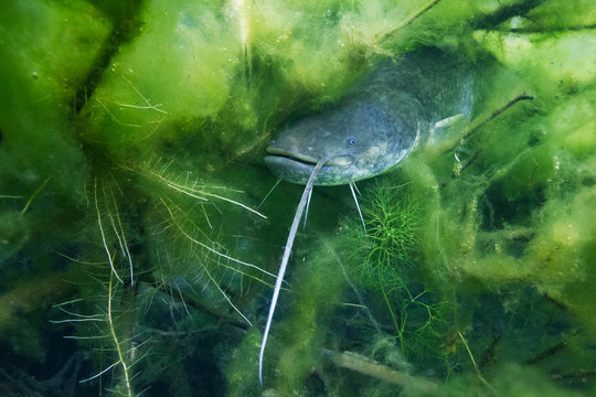 Underwater photo of The Catfish (Silurus Glanis). Biggest predatory fish in European lakes and river. Wild life animal. European Catfish swimming in the nature habitat with nice background. 