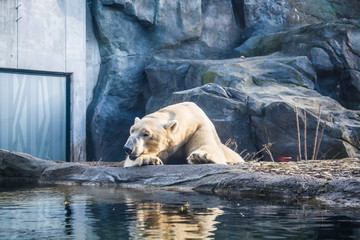 The polar bear lies has a rest among rocks in zoo. A photo in a haze, an indistinct picture because of aquarium glass.  Predator