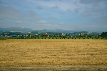 Fototapeta na wymiar Morning rural landscape