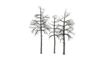 several different Black Gum trees in the winter - isolated on white background