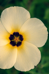 White Flower with yellow Center best for Broken Heart Background