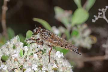 13.08.2018 ES, La Palma, Ruta de los Volcanes Promachus palmensis , Raubfliege Promachus palmensis...