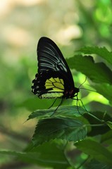 butterfly on leaf