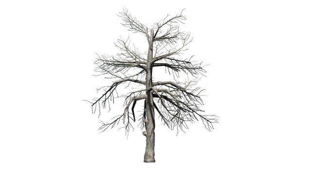 single Black Gum tree in the winter - isolated on white background