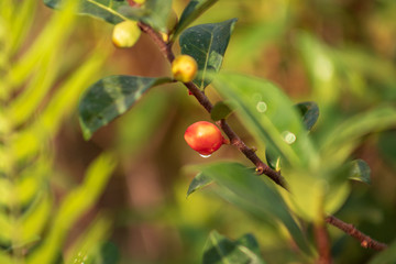 Red Fruit after the rain water Droplet