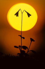 Twinflower (Linnaea borealis) silhouette against setting sun.