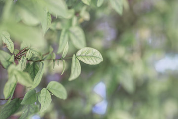 Close-up view of green leaves, natural background of flowers in a park with blurred direction of...