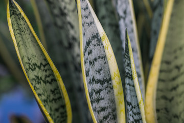 Close-up view of green leaves, natural background of flowers in a park with blurred direction of...