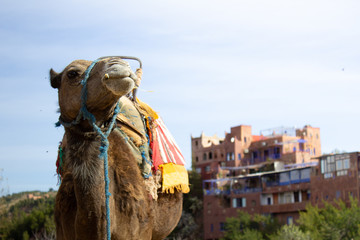 Camel in Marrakech