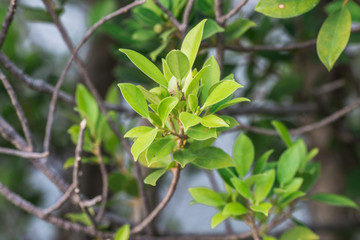 Close-up view of green leaves, natural background of flowers in a park with blurred direction of...