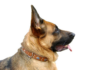 Shepherd dog isolated on white background
