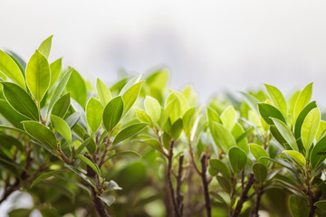 Close-up view of green leaves, natural background of flowers in a park with blurred direction of sunlight or wind blowing through, is a beautiful species.