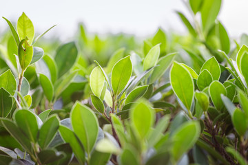 Close-up view of green leaves, natural background of flowers in a park with blurred direction of sunlight or wind blowing through, is a beautiful species.