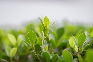 Close-up view of green leaves, natural background of flowers in a park with blurred direction of sunlight or wind blowing through, is a beautiful species.